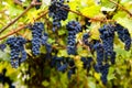 Red black bunches Pinot Noir grapes growing in vineyard with blurred background and copy space. Harvesting in the vineyards Royalty Free Stock Photo