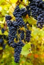 Red black bunches Pinot Noir grapes growing in vineyard with blurred background and copy space. Harvesting in the vineyards