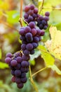 Red black bunches Pinot Noir grapes growing in vineyard with blurred background and copy space. Harvesting in the vineyards