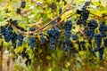 Red black bunches Pinot Noir grapes growing in vineyard with blurred background and copy space. Harvesting in the vineyards