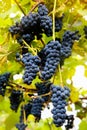 Red black bunches Pinot Noir grapes growing in vineyard with blurred background and copy space. Harvesting in the vineyards