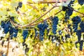 Red black bunches Pinot Noir grapes growing in vineyard with blurred background and copy space. Harvesting in the vineyards