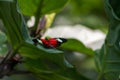 Red and black butterfly on green leaf Royalty Free Stock Photo