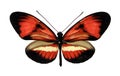 Red black butterfly Heliconius isolated on white. Collection butterfly. Colorfull beautiful butterfly for design, art, print.