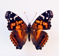 Red black butterfly isolated on white, Vanessa myrina macro close up, collection butterflies Royalty Free Stock Photo