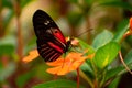 Red and black butterfly on an orange flower Royalty Free Stock Photo