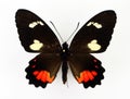 Red black butterfly Parides childrenae female isolated on white. Papilionidae. Collection butterflies. Royalty Free Stock Photo