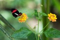 Red and black butterfly resting on a yellow flower Royalty Free Stock Photo