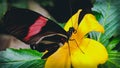 Red and black butterfly on yellow flower Royalty Free Stock Photo