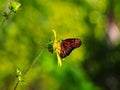 Red and black butterfly on yellow flower Royalty Free Stock Photo