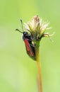 Red black butterfly (Zygaena ephialtes)