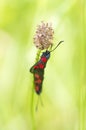 Red black butterfly (Zygaena ephialtes) Royalty Free Stock Photo
