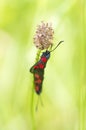 Red black butterfly (Zygaena ephialtes)