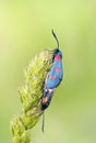 Red black butterfly (Zygaena ephialtes) Royalty Free Stock Photo