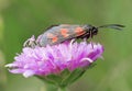 Red black butterfly (Zygaena ephialtes) Royalty Free Stock Photo