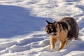 Red-black cat is walking in the snow. Royalty Free Stock Photo