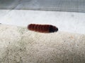 Red and black caterpillar walking on grey cement