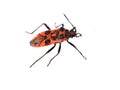 Red and black cinnamon bug Corizus hyoscyami Royalty Free Stock Photo