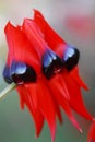 Red Black Clianthus Flower