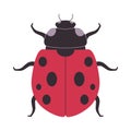 red and black color seven spotted ladybug wild nature small insect beetle omnivores animal