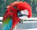 Red Black Colorful Parrot Parakeet