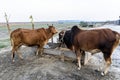 Red and Black cows in a grassy field on a bright and sunny day in The Bangladesh. Cows eating grass on a clear day Royalty Free Stock Photo