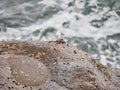 Red and black crabs on the island of Tenerife, Canary Islands. Spain, Europe