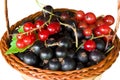 Red black currant berries in a wicker basket on a white isolated background Royalty Free Stock Photo