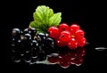 Red and black currant bunches on black Royalty Free Stock Photo