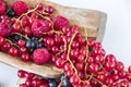 Red and black currant and loganberries on the white background. Colorful berries Royalty Free Stock Photo