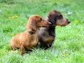 Red and black Dachshund Dogs