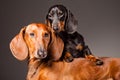 Red and black Dachshund Dogs posing on gray