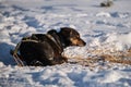 A red-and-black dog in a harness lies in the snow in winter in profile. The Northern sled dog breed Alaskan Husky is strong