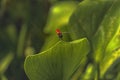 The red black dragon fly on green leaf Royalty Free Stock Photo