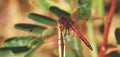 Red Dragonfly sitting on a reed Royalty Free Stock Photo