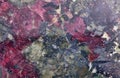Red and black eudialyte texture macro Royalty Free Stock Photo