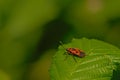 Red and black European firebug on a green leaf - Pyrrhocoris apterus