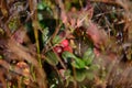 Red and Black Forest berries grow in the forest on the bushes under the rays of the sun