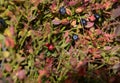 Red and Black Forest berries grow in the forest on the bushes under the rays of the sun