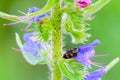 Red-and-black froghopper Beetle sleeping on a flower after rain