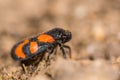 Red-and-black froghopper (Cercopis vulnerata) in profile