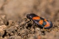 Red-and-black froghopper (Cercopis vulnerata) in profile