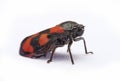 Red and black froghopper Cercopis vulnerata