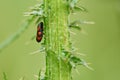 Red and black Froghopper Royalty Free Stock Photo