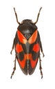 Red and Black Froghopper on white Background