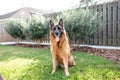 Red and black German Shepherd enjoying his backyard