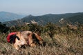 A German shepherd is traveling with a red backpack. A beautiful thoroughbred dog lies in the grass against the background of