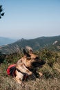 A German shepherd is traveling with a red backpack. A beautiful thoroughbred dog lies in the grass against the background of