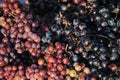 Red and black grapes Royalty Free Stock Photo