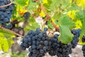 Red black grapes in a vineyard with copy space Royalty Free Stock Photo